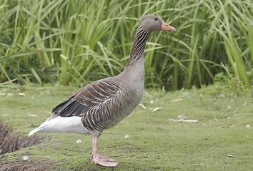 Image showing Greylag Goose.