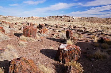 Image showing Petrified-Forest-National-Park, Arizona, USA