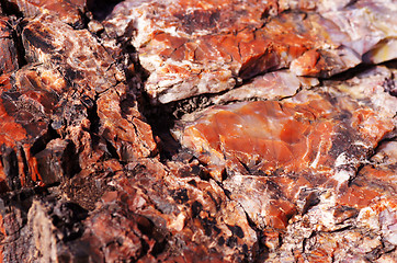 Image showing Petrified-Forest-National-Park, Arizona, USA