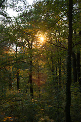 Image showing Autumn Forest