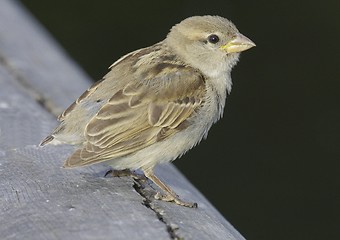 Image showing House Sparrow.