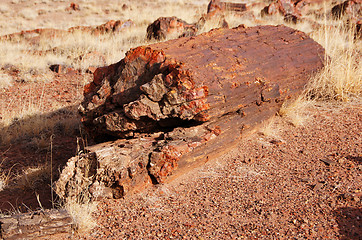 Image showing Petrified-Forest-National-Park, Arizona, USA