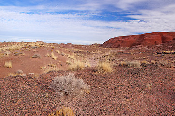 Image showing Petrified-Forest-National-Park, Arizona, USA