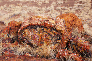 Image showing Petrified-Forest-National-Park, Arizona, USA