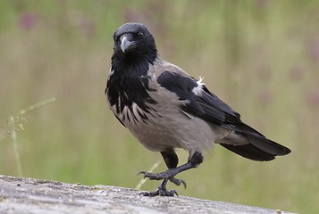 Image showing Hooded Crow.