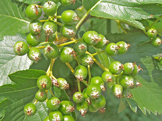 Image showing Green ashberry tree