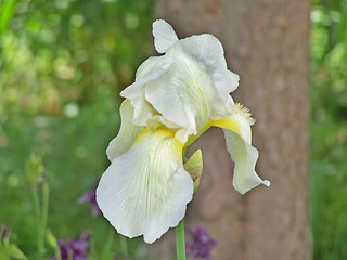 Image showing White iris