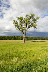 Image showing tree in the summer