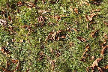 Image showing nuts Chestnut autumn