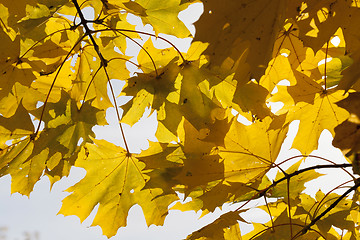 Image showing yellowed maple trees in autumn