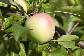 Image showing apples on the tree