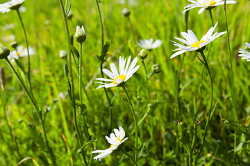 Image showing camomile flower close-up