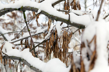 Image showing trees in the snow