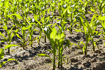 Image showing Field of green corn