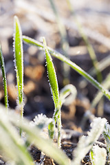 Image showing agricultural plants, frost