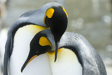 Image showing Close-up of king penguin looking at camera