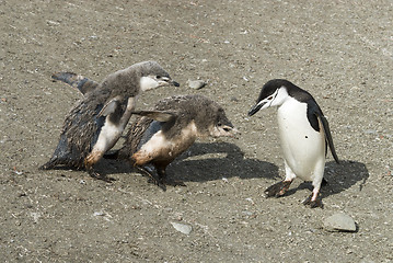 Image showing Chinstrap penguin feeding chick