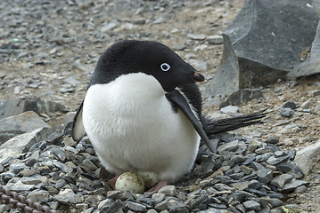 Image showing Adelie Penguin on nest