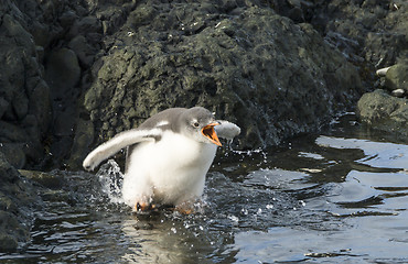 Image showing Gentoo Penguin chick in the water