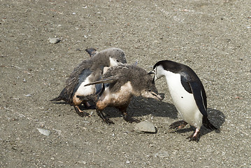 Image showing Chinstrap penguin feeding chick