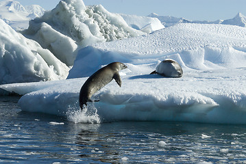 Image showing Crabeater seals jump on the ice.