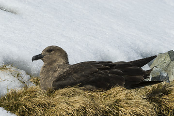 Image showing Brown Skua is nesting