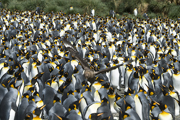 Image showing King penguins colony at South Georgia