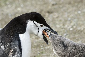 Image showing Chinstrap penguin feeding chick