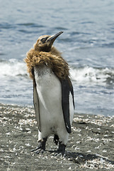 Image showing Fluffy King penguin chick