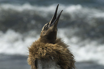 Image showing Fluffy King penguin chick