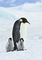 Image showing Emperor Penguin with chick