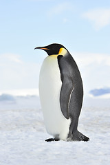 Image showing Emperor Penguin on the snow