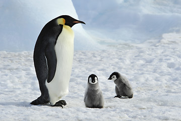 Image showing Emperor Penguins with chicks