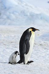 Image showing Emperor Penguin with chick