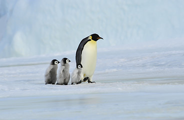 Image showing Emperor Penguin with chick