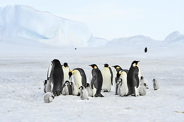 Image showing Emperor Penguins with chick