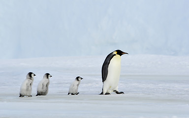 Image showing Emperor Penguin with chick