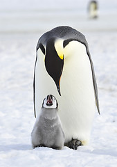 Image showing Emperor Penguin with chick