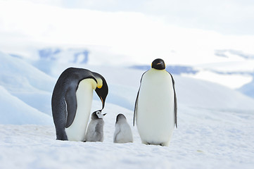 Image showing Emperor Penguins with chick