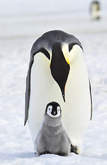 Image showing Emperor Penguin with chick