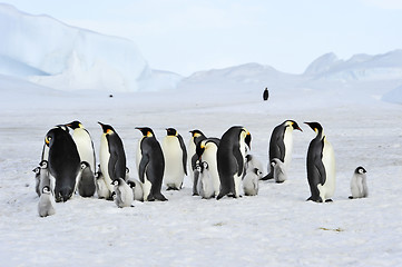 Image showing Emperor Penguins with chick