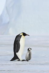 Image showing Emperor Penguin with chick