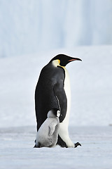 Image showing Emperor Penguin with chick