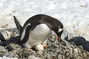Image showing Adult Gentoo penguin with egg