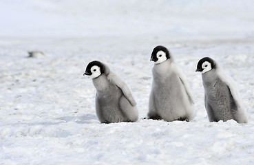 Image showing Emperor Penguin chicks in Antarctica