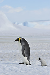 Image showing Emperor Penguin with chick