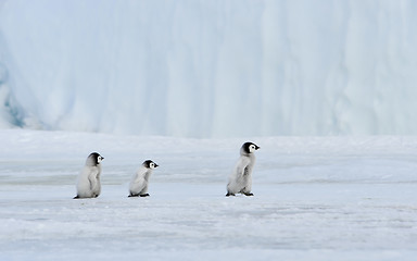 Image showing Emperor Penguin with chick