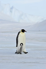 Image showing Emperor Penguin with chick