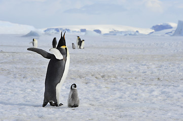 Image showing Emperor Penguin with chick