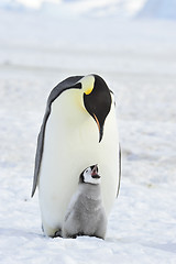 Image showing Emperor Penguin with chick